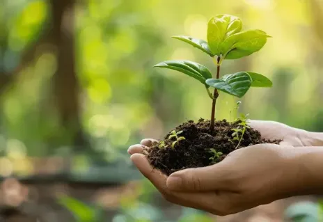 Mãos segurando um pequeno monte de terra com uma muda verde saudável crescendo, em ambiente natural com fundo desfocado.